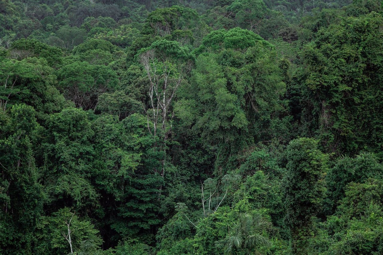 Dense conifer forest carrying heavy fuel loads after decades of fire suppression