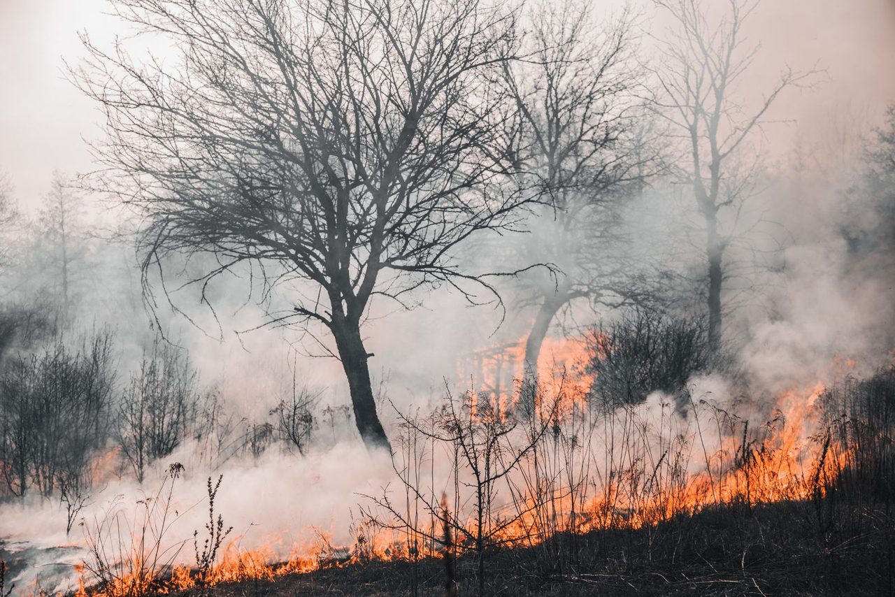 A burning forest — flames rise above the treeline as crews battle to contain the blaze.